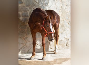 Lusitanos, Caballo castrado, 8 años, 155 cm, Alazán