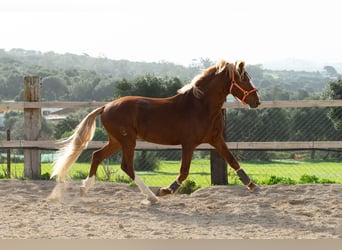 Lusitanos, Caballo castrado, 8 años, 155 cm, Alazán