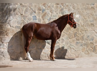 Lusitanos, Caballo castrado, 8 años, 155 cm, Alazán