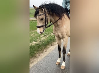 Lusitanos Mestizo, Caballo castrado, 8 años, 157 cm, Bayo