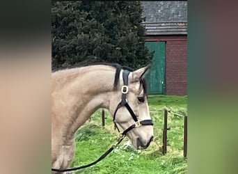 Lusitanos Mestizo, Caballo castrado, 8 años, 157 cm, Bayo