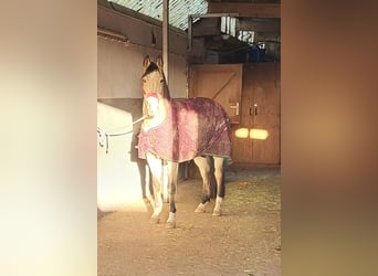 Lusitanos Mestizo, Caballo castrado, 8 años, 157 cm, Bayo