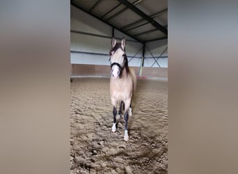 Lusitanos Mestizo, Caballo castrado, 8 años, 157 cm, Bayo