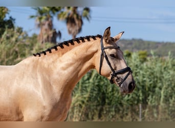 Lusitanos, Caballo castrado, 8 años, 158 cm, Buckskin/Bayo