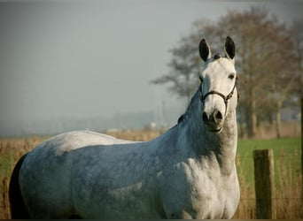 Lusitanos Mestizo, Caballo castrado, 8 años, 158 cm, Tordo