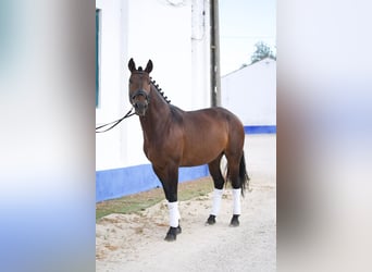 Lusitanos, Caballo castrado, 8 años, 159 cm, Castaño