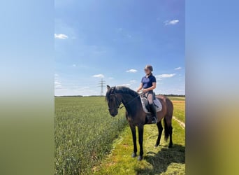 Lusitanos, Caballo castrado, 8 años, 159 cm, Castaño