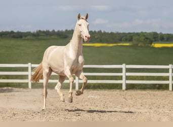 Lusitanos, Caballo castrado, 8 años, 159 cm, Perlino