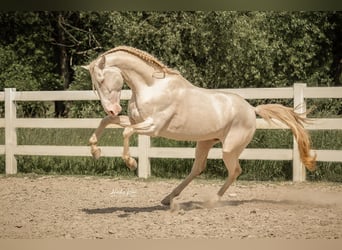 Lusitanos, Caballo castrado, 8 años, 159 cm, Perlino