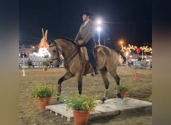 Lusitanos, Caballo castrado, 8 años, 160 cm, Buckskin/Bayo