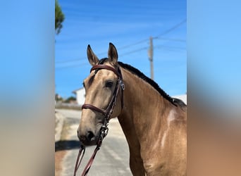 Lusitanos, Caballo castrado, 8 años, 160 cm, Buckskin/Bayo