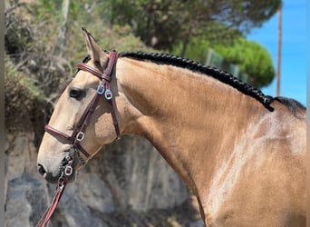 Lusitanos, Caballo castrado, 8 años, 160 cm, Buckskin/Bayo