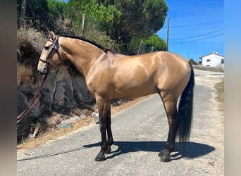 Lusitanos, Caballo castrado, 8 años, 160 cm, Buckskin/Bayo