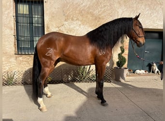 Lusitanos, Caballo castrado, 8 años, 160 cm, Castaño