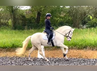 Lusitanos, Caballo castrado, 8 años, 161 cm