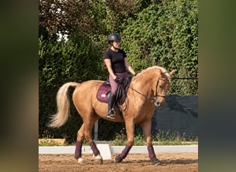 Lusitanos, Caballo castrado, 8 años, 161 cm, Palomino