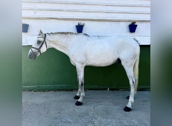 Lusitanos, Caballo castrado, 8 años, 161 cm, White/Blanco