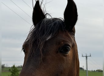 Lusitanos, Caballo castrado, 8 años, 162 cm, Castaño rojizo