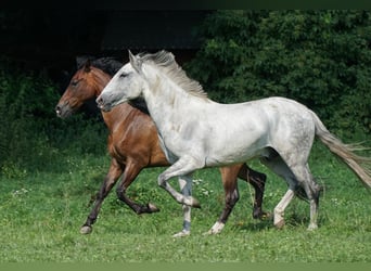 Lusitanos Mestizo, Caballo castrado, 8 años, 162 cm, Tordo