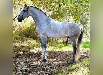 Lusitanos, Caballo castrado, 8 años, 163 cm, Tordo