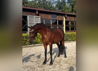 Lusitanos, Caballo castrado, 8 años, 164 cm, Castaño