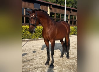 Lusitanos, Caballo castrado, 8 años, 164 cm, Castaño