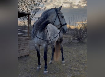 Lusitanos, Caballo castrado, 8 años, 164 cm, Tordo