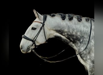 Lusitanos, Caballo castrado, 8 años, 164 cm, Tordo