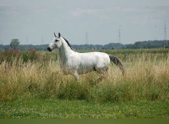 Lusitanos, Caballo castrado, 8 años, 164 cm, Tordo