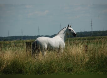 Lusitanos, Caballo castrado, 8 años, 164 cm, Tordo