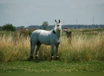 Lusitanos, Caballo castrado, 8 años, 164 cm, Tordo