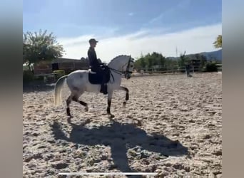 Lusitanos, Caballo castrado, 8 años, 165 cm, Tordo