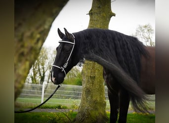 Lusitanos, Caballo castrado, 8 años, 166 cm, Negro