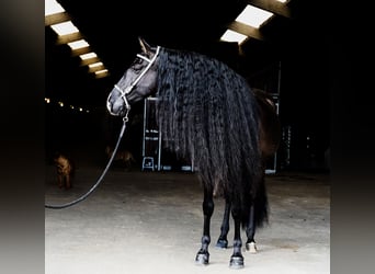 Lusitanos, Caballo castrado, 8 años, 166 cm, Negro