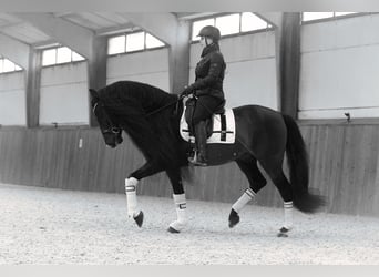 Lusitanos, Caballo castrado, 8 años, 166 cm, Negro