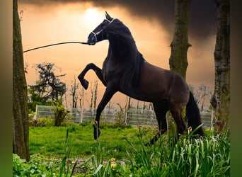 Lusitanos, Caballo castrado, 8 años, 166 cm, Negro