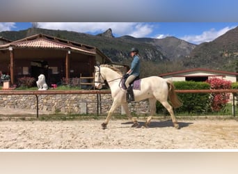 Lusitanos Mestizo, Caballo castrado, 8 años, 167 cm, Cremello