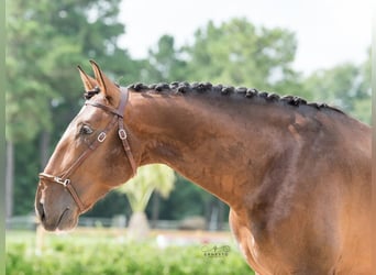 Lusitanos, Caballo castrado, 8 años, 170 cm, Castaño