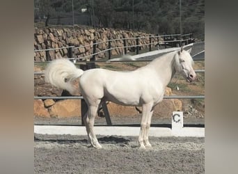 Lusitanos Mestizo, Caballo castrado, 8 años, 170 cm, Cremello