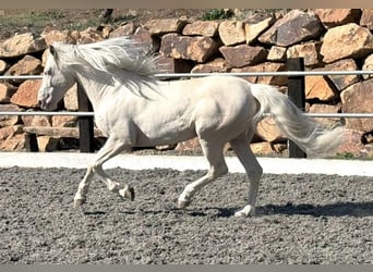 Lusitanos Mestizo, Caballo castrado, 8 años, 170 cm, Cremello