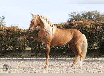 Lusitanos, Caballo castrado, 9 años, 156 cm, Palomino