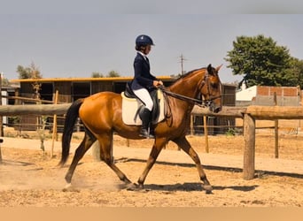 Lusitanos, Caballo castrado, 9 años, 157 cm, Castaño