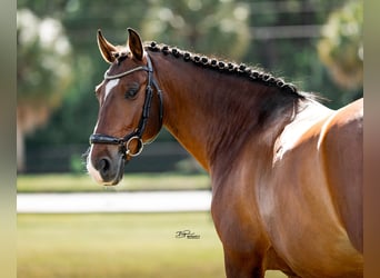 Lusitanos, Caballo castrado, 9 años, 158 cm, Castaño rojizo