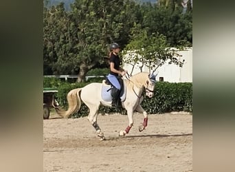 Lusitanos, Caballo castrado, 9 años, 158 cm, White/Blanco