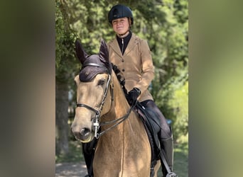 Lusitanos, Caballo castrado, 9 años, 160 cm, Bayo