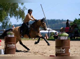 Lusitanos, Caballo castrado, 9 años, 160 cm, Bayo