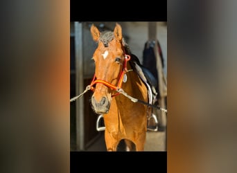Lusitanos, Caballo castrado, 9 años, 160 cm, Castaño