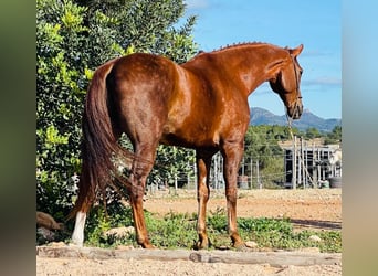 Lusitanos, Caballo castrado, 9 años, 161 cm, Alazán