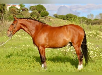 Lusitanos, Caballo castrado, 9 años, 163 cm, Castaño claro