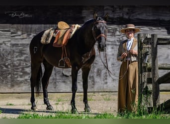 Lusitanos, Caballo castrado, 9 años, 163 cm, Negro
